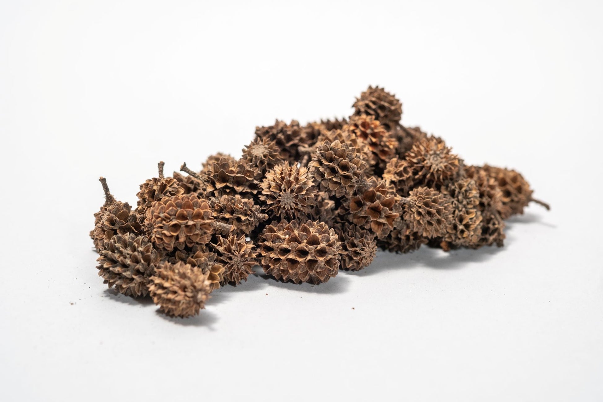 Casuarina Cone Pods - IHEARTBUGS, INC.