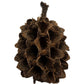 A close-up of a Casuarina Cone Pod by I Heart Bugs shows its woody, textured segments. Ideal for aquarium decor or bioactive terrariums, each elongated pod comes in a 10-count pack and is displayed against a plain white background.