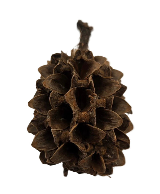 A close-up of a Casuarina Cone Pod by I Heart Bugs shows its woody, textured segments. Ideal for aquarium decor or bioactive terrariums, each elongated pod comes in a 10-count pack and is displayed against a plain white background.