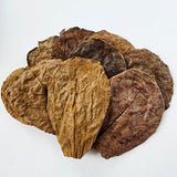 Catappa Terminalia Indian Almond Leaves - 10 medium - sized leaves - IHEARTBUGS, INC.