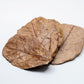 Catappa Terminalia Indian Almond Leaves - 10 medium - sized leaves - IHEARTBUGS, INC.