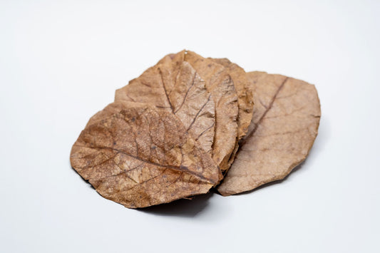 Catappa Terminalia Indian Almond Leaves - 10 medium - sized leaves - IHEARTBUGS, INC.