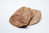 Catappa Terminalia Indian Almond Leaves - 10 medium - sized leaves - IHEARTBUGS, INC.