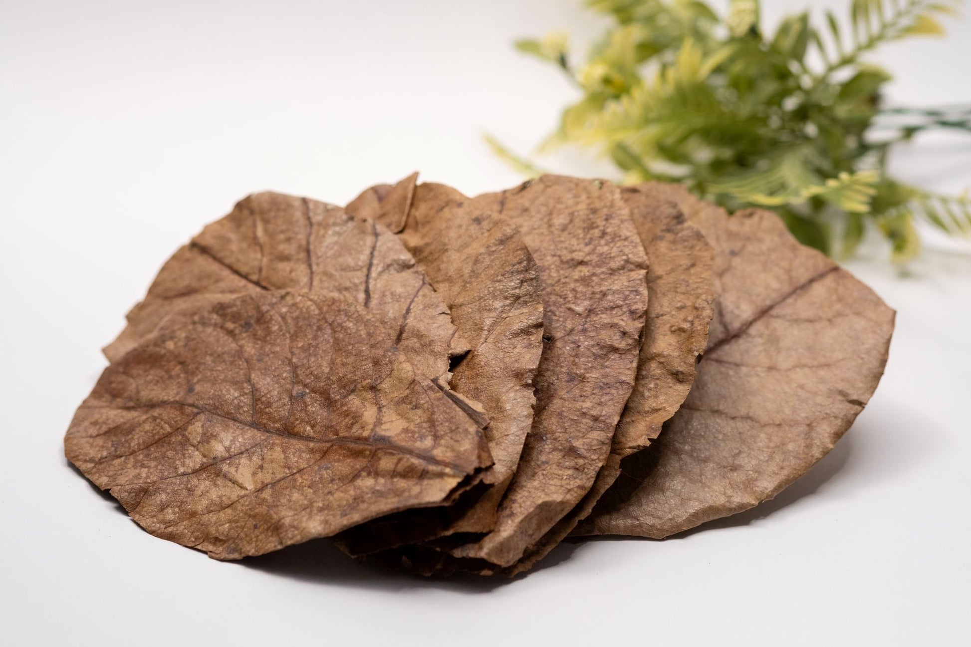 Catappa Terminalia Indian Almond Leaves - 10 medium - sized leaves - IHEARTBUGS, INC.
