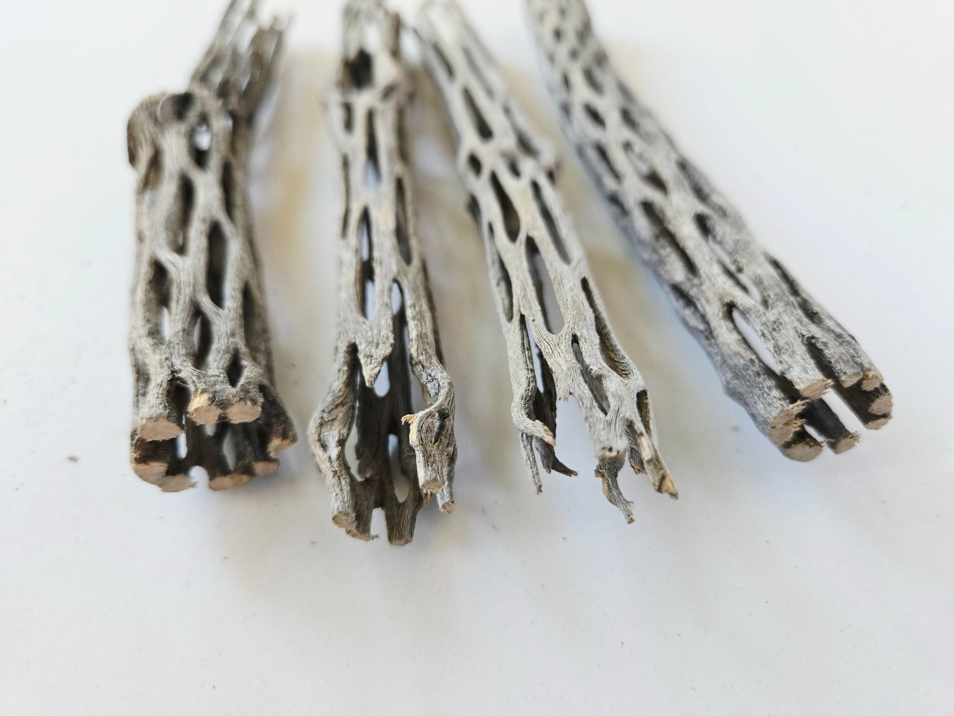 Cholla Wood (One Piece) - IHEARTBUGS, INC.