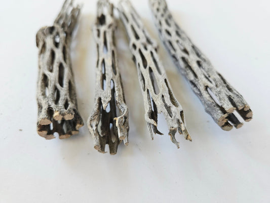 Cholla Wood (One Piece) - IHEARTBUGS, INC.