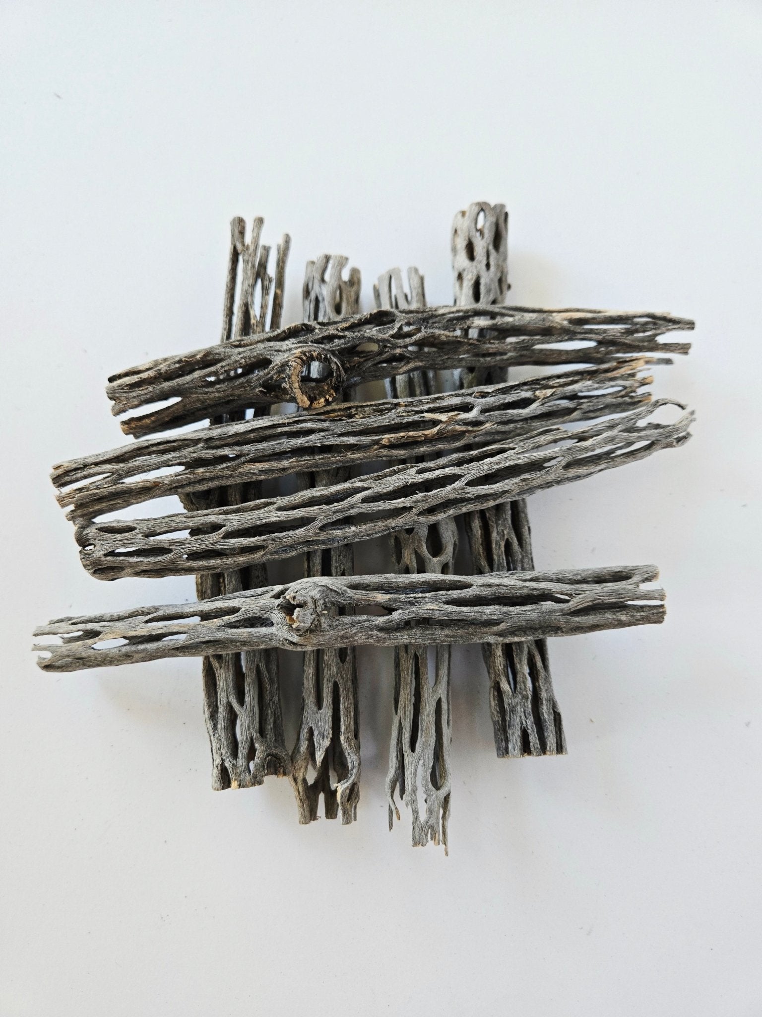 Cholla Wood (One Piece) - IHEARTBUGS, INC.