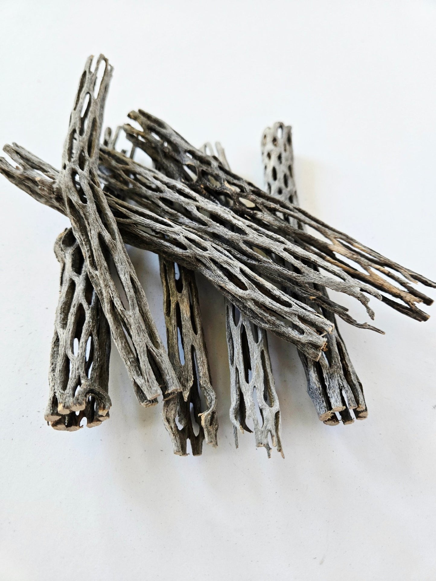 Cholla Wood (One Piece) - IHEARTBUGS, INC.