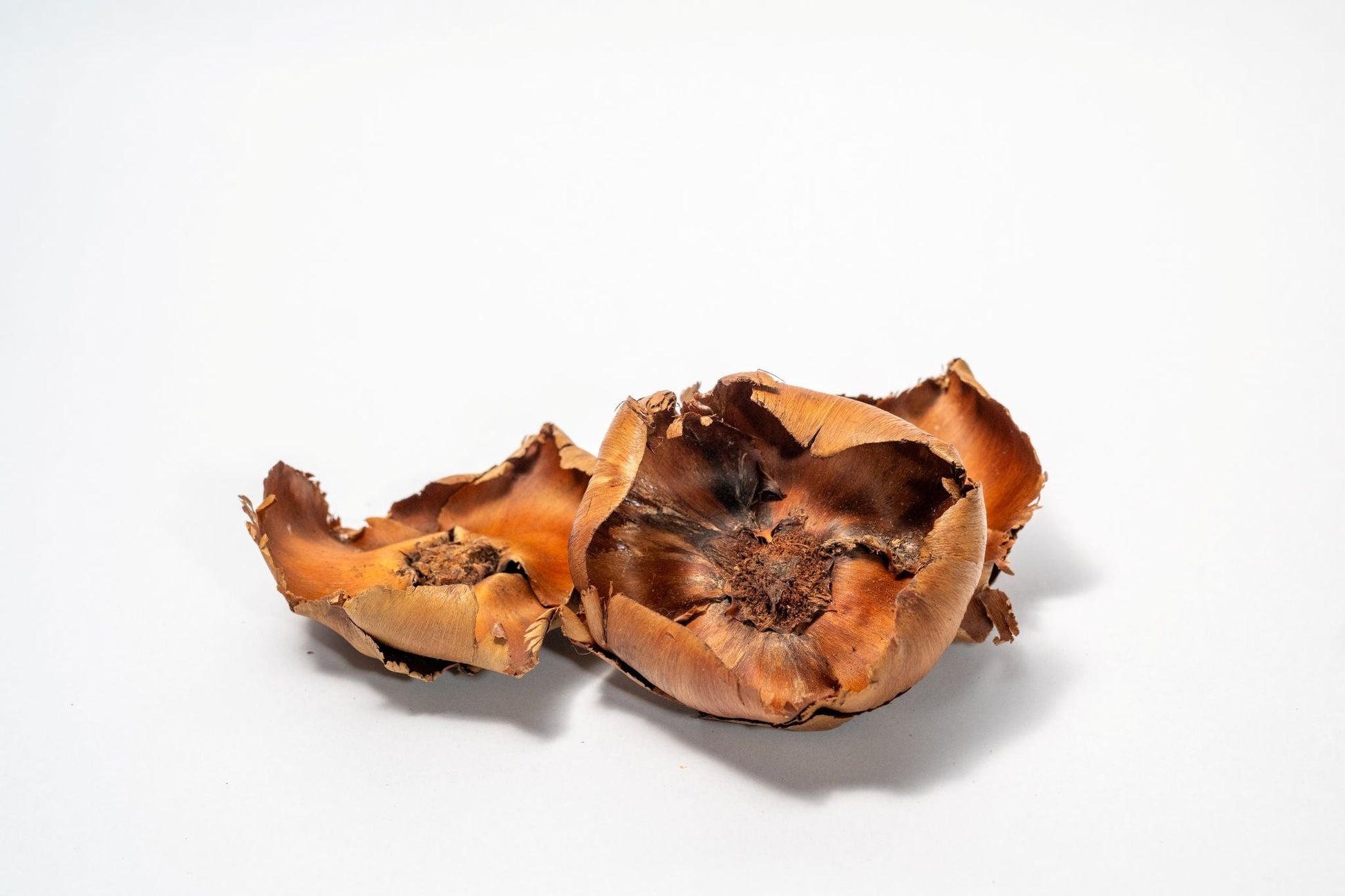 Coco Flowers (Dried Palm Caps) - IHEARTBUGS, INC.