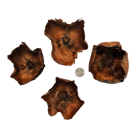 Four large, dried brown Coco Flowers (Dried Palm Caps) from I Heart Bugs with rough edges are arranged around a U.S. quarter for scale on a white background—perfect for aquarium decor or bioactive terrarium accents.