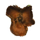 The I Heart Bugs Coco Flowers (Dried Palm Caps) are brown, five-petaled seed pods with textured centers and rough edges, ideal for aquarium decor or bioactive terrariums to add a natural touch. Isolated on a white background.