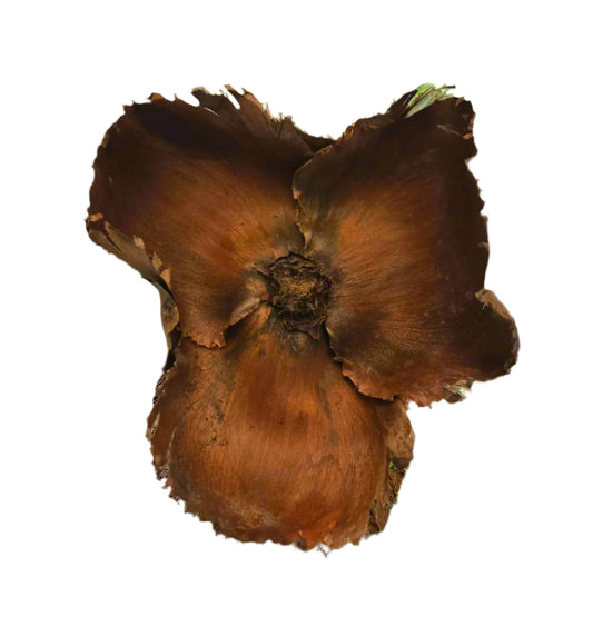 The I Heart Bugs Coco Flowers (Dried Palm Caps) are brown, five-petaled seed pods with textured centers and rough edges, ideal for aquarium decor or bioactive terrariums to add a natural touch. Isolated on a white background.