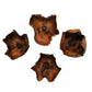 Four dried brown Coco Flowers (Dried Palm Caps) by I Heart Bugs, featuring rough edges, dark centers, and papery texture, are ideal for aquarium decor or enhancing a bioactive terrarium with natural accents.