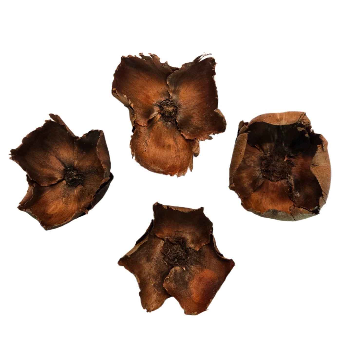 Four dried brown Coco Flowers (Dried Palm Caps) by I Heart Bugs, featuring rough edges, dark centers, and papery texture, are ideal for aquarium decor or enhancing a bioactive terrarium with natural accents.