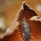 Coco Flowers (Dried Palm Caps) - IHEARTBUGS, INC.