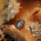 Coco Flowers (Dried Palm Caps) - IHEARTBUGS, INC.