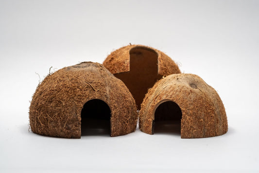 Coconut Hut - IHEARTBUGS, INC.