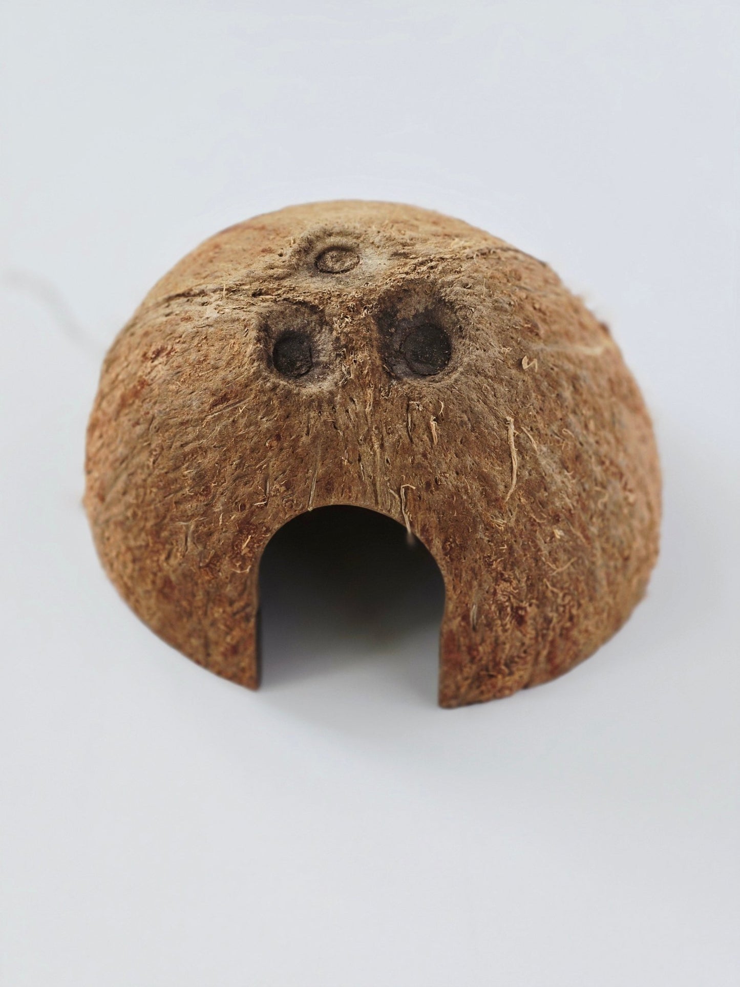 Coconut Hut - IHEARTBUGS, INC.