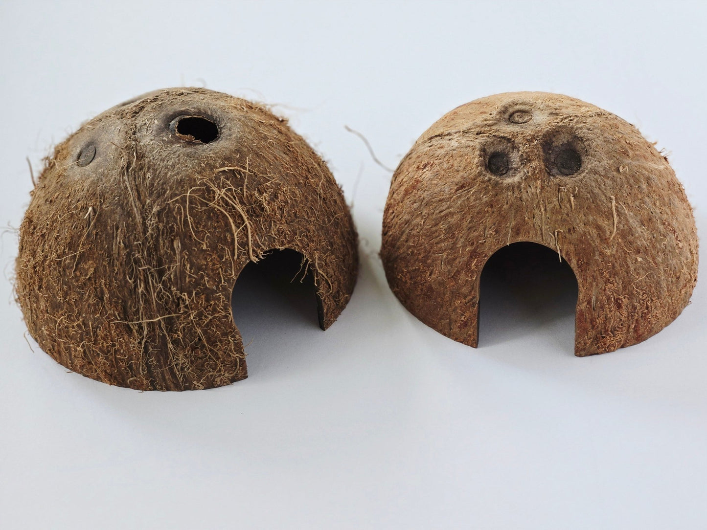 Coconut Hut - IHEARTBUGS, INC.