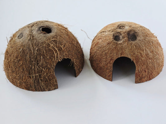 Coconut Hut - IHEARTBUGS, INC.