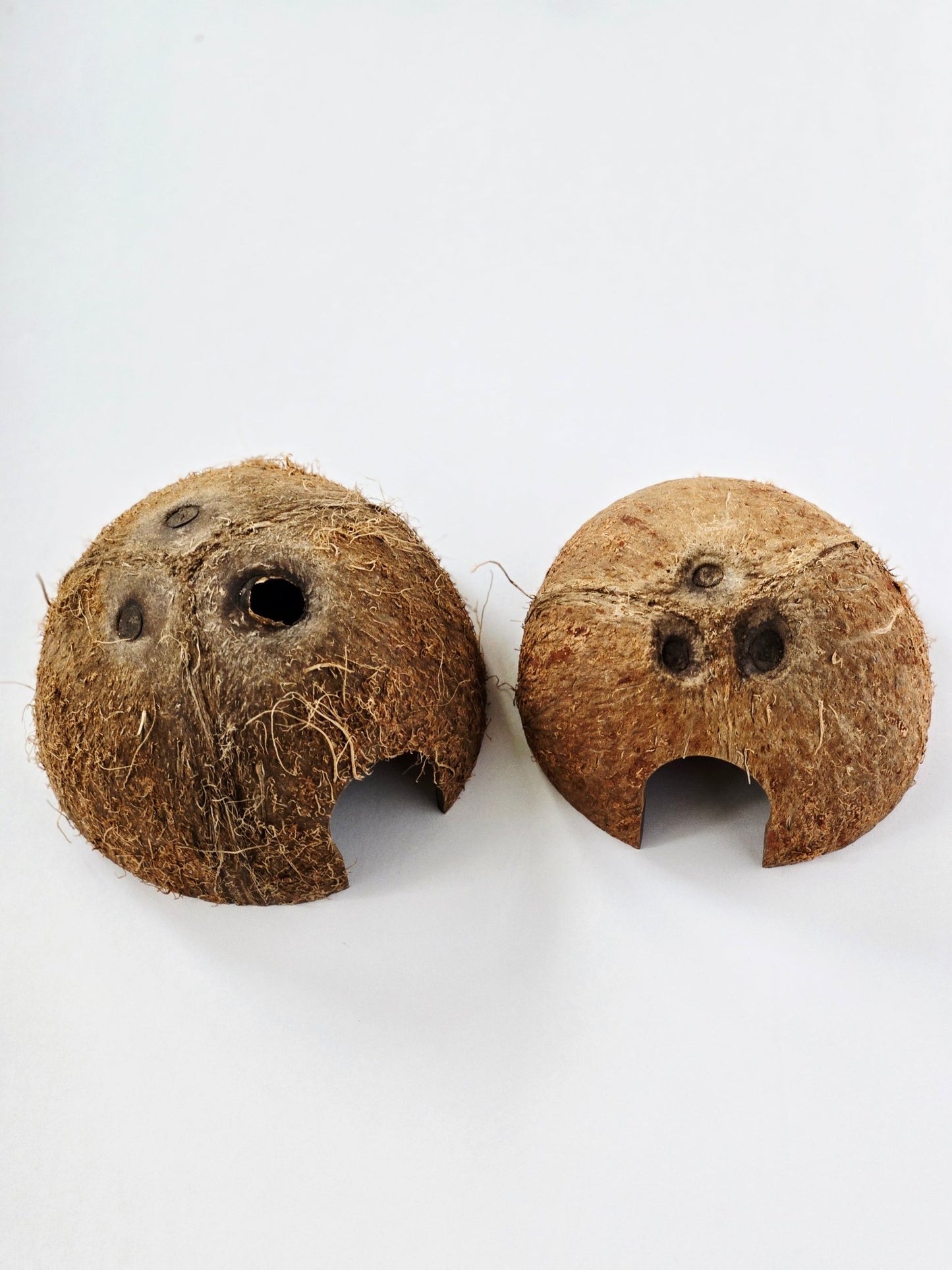 Coconut Hut - IHEARTBUGS, INC.