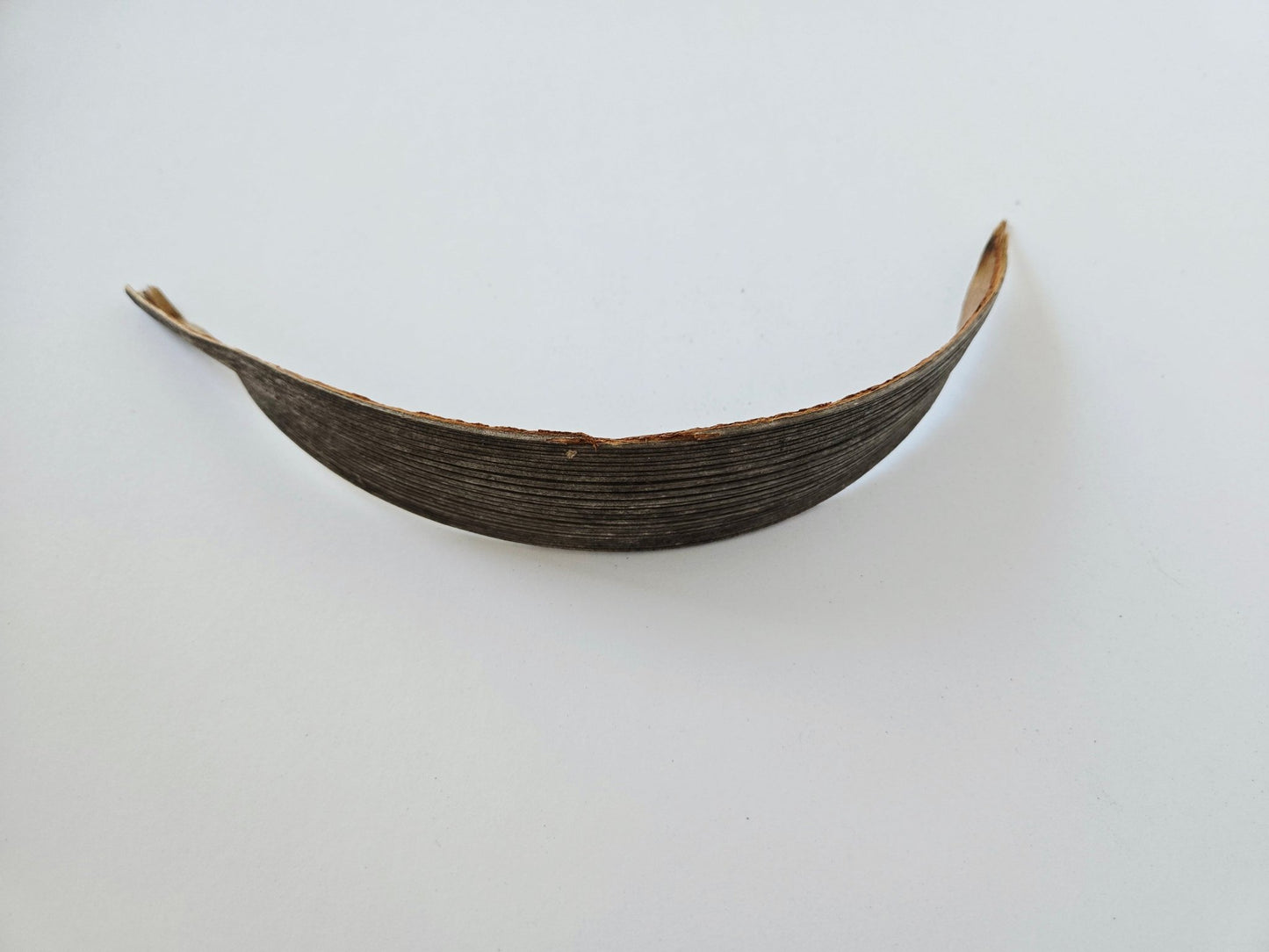 Coconut Palm Frond Paddles (3 Pack) - IHEARTBUGS, INC.