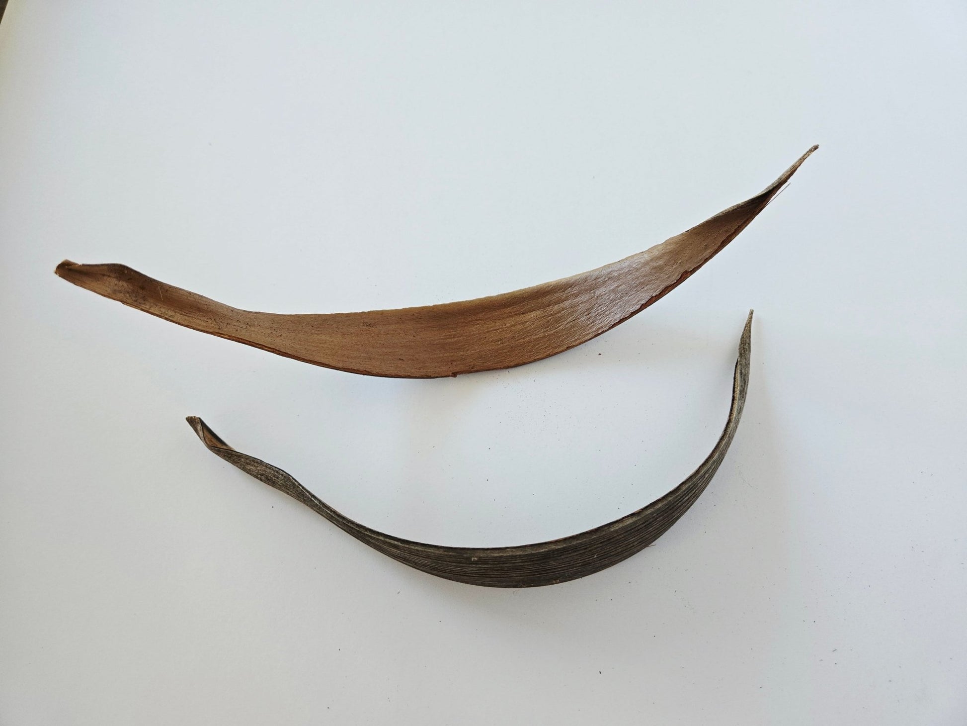 Coconut Palm Frond Paddles (3 Pack) - IHEARTBUGS, INC.