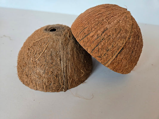 Coconut Shell Half - IHEARTBUGS, INC.