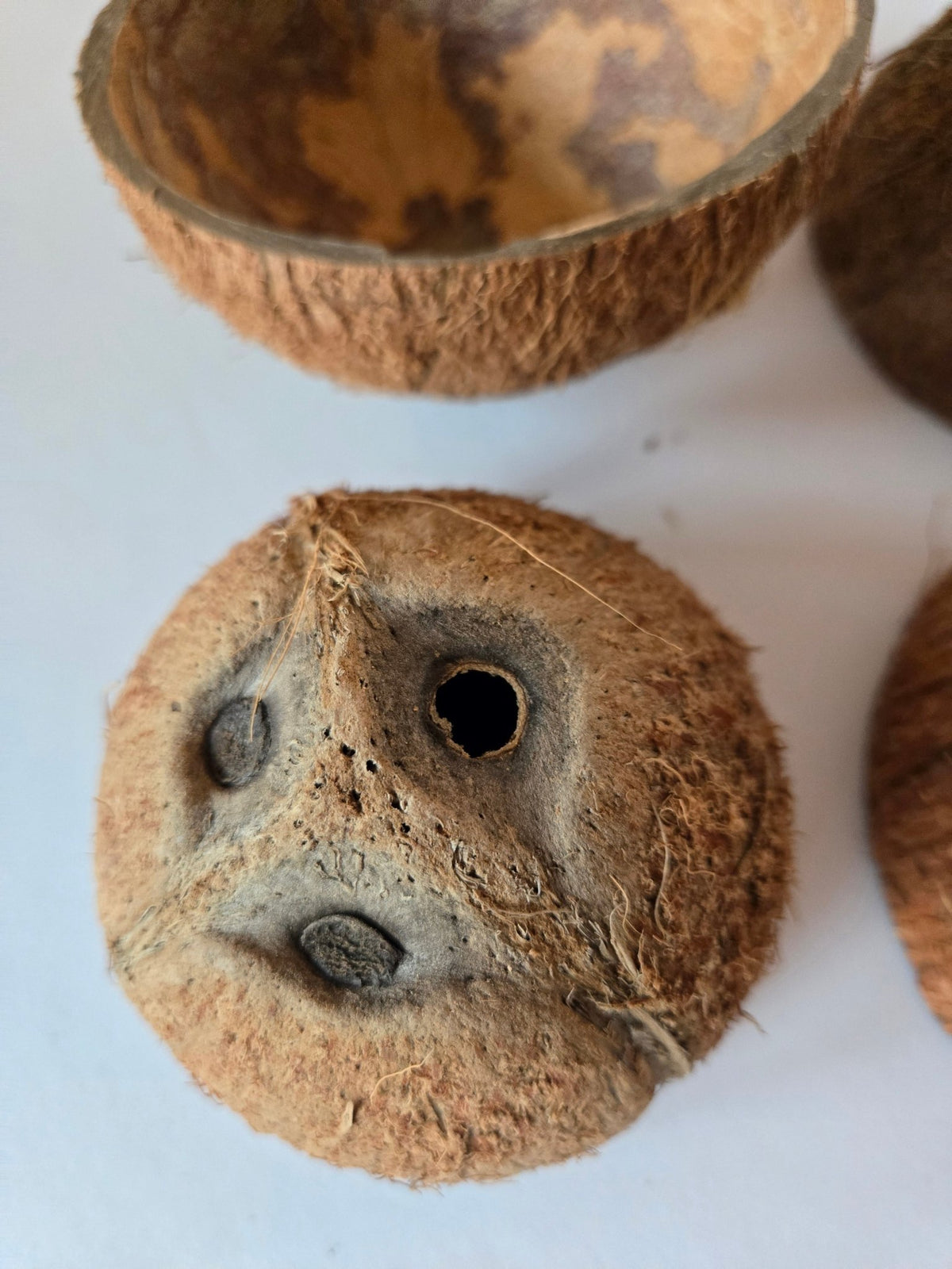 Coconut Shell Half - IHEARTBUGS, INC.
