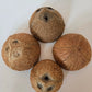 Coconut Shell Half - IHEARTBUGS, INC.