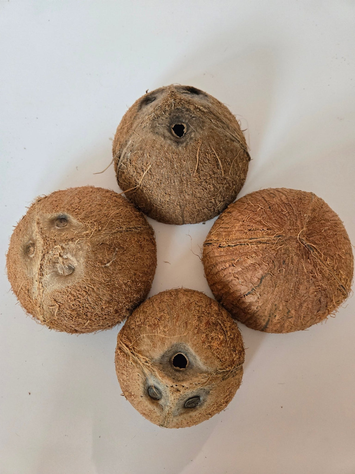 Coconut Shell Half - IHEARTBUGS, INC.