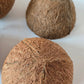 Coconut Shell Half - IHEARTBUGS, INC.