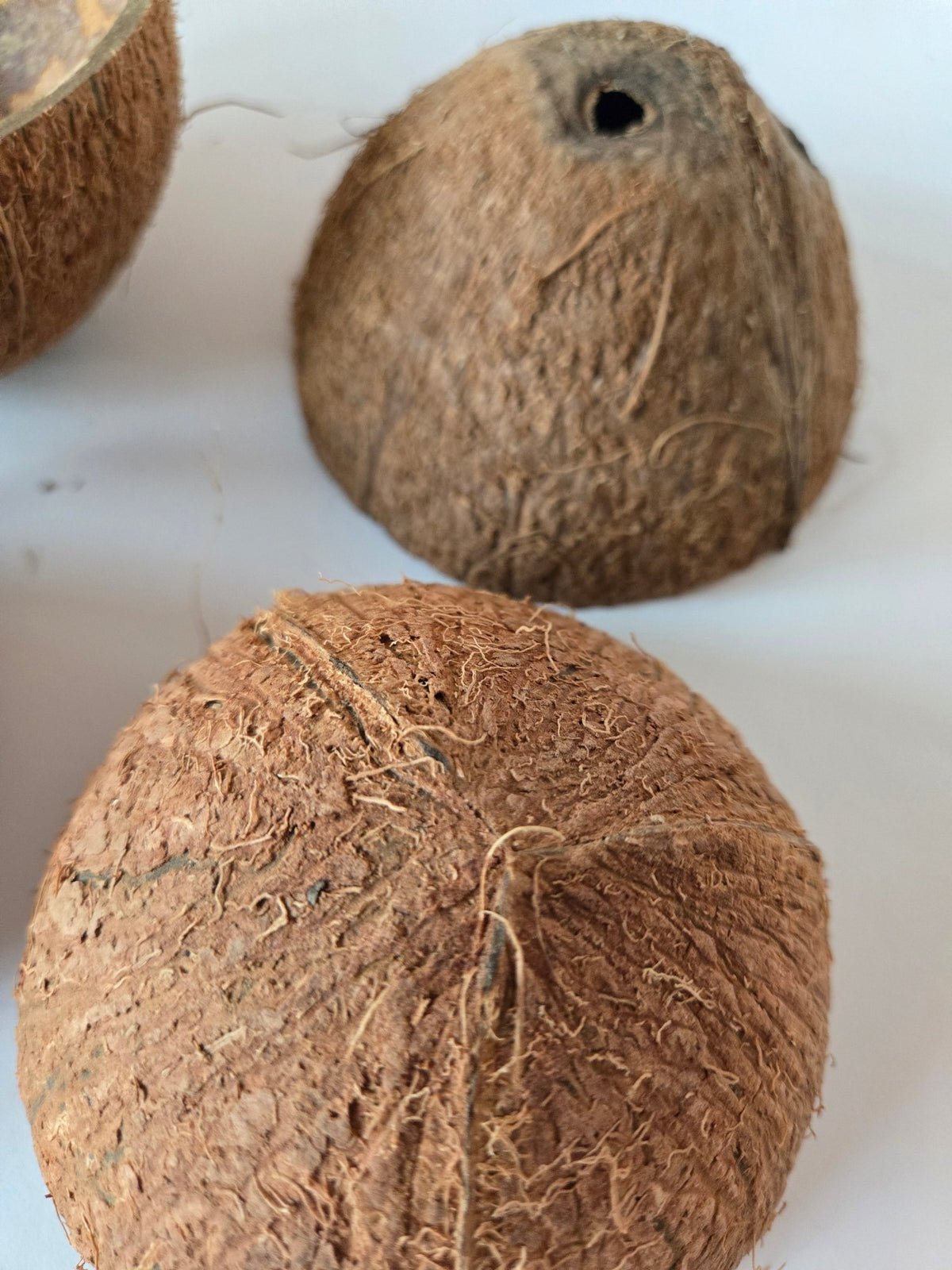 Coconut Shell Half - IHEARTBUGS, INC.