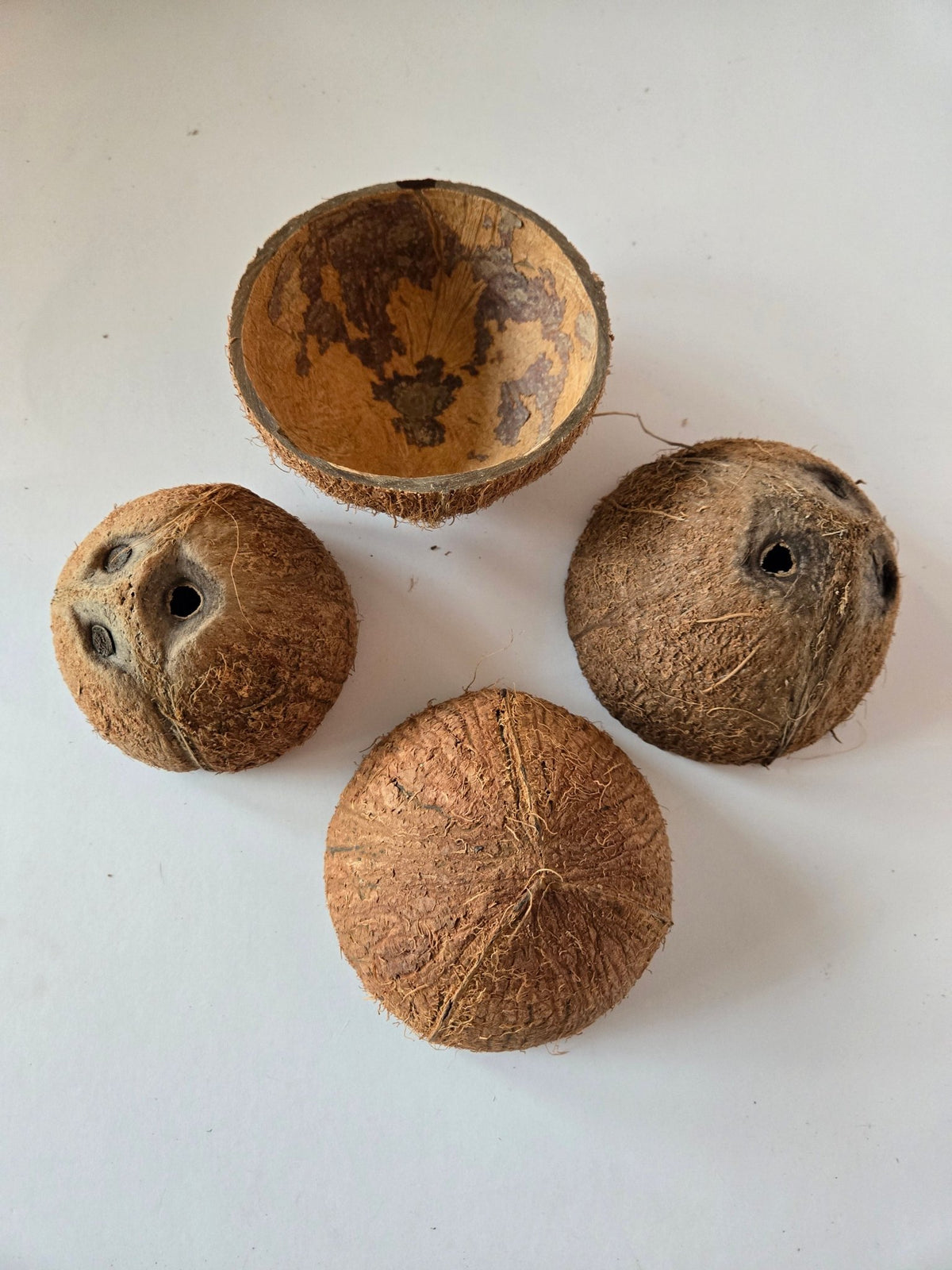 Coconut Shell Half - IHEARTBUGS, INC.