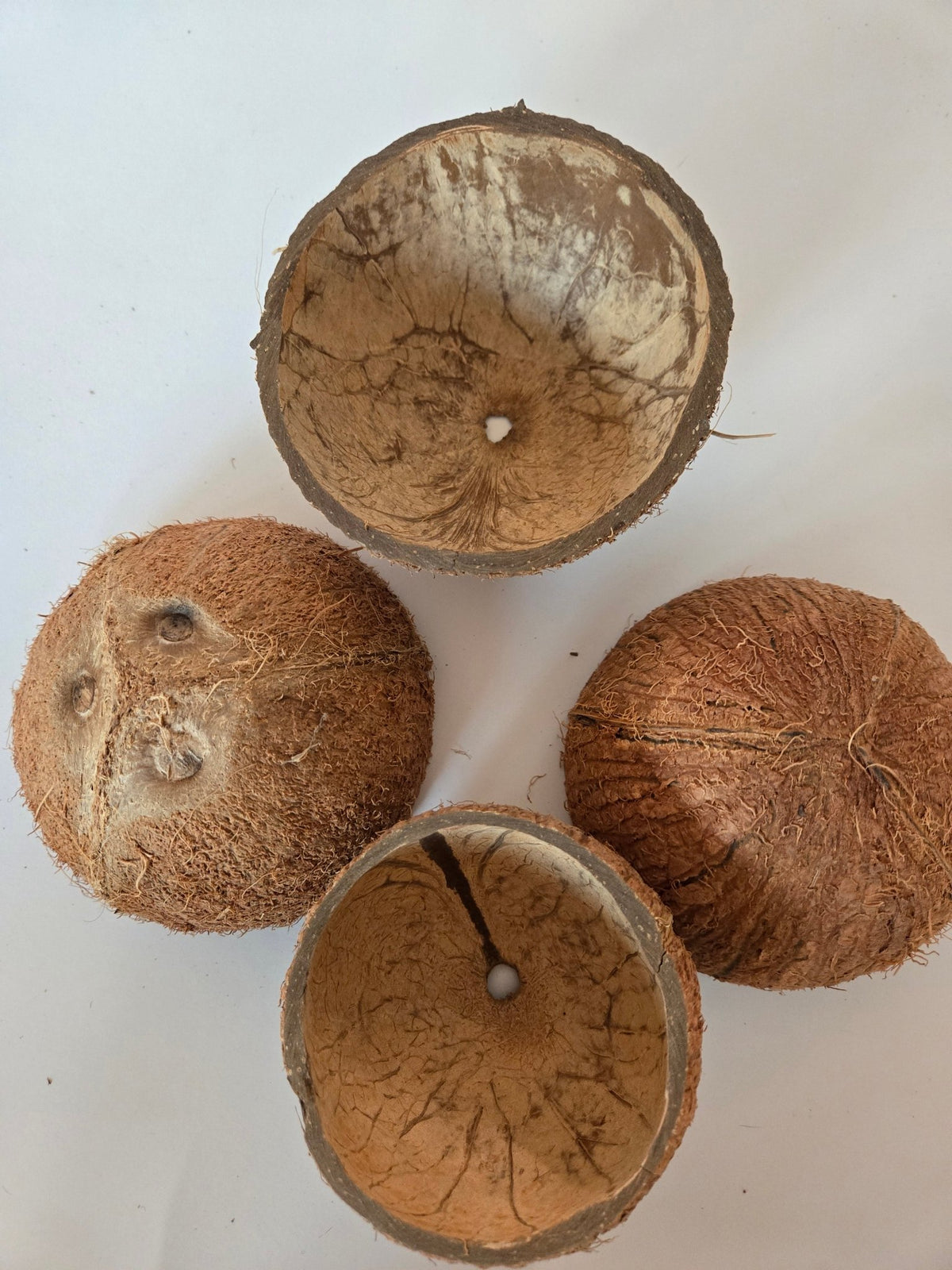 Coconut Shell Half - IHEARTBUGS, INC.
