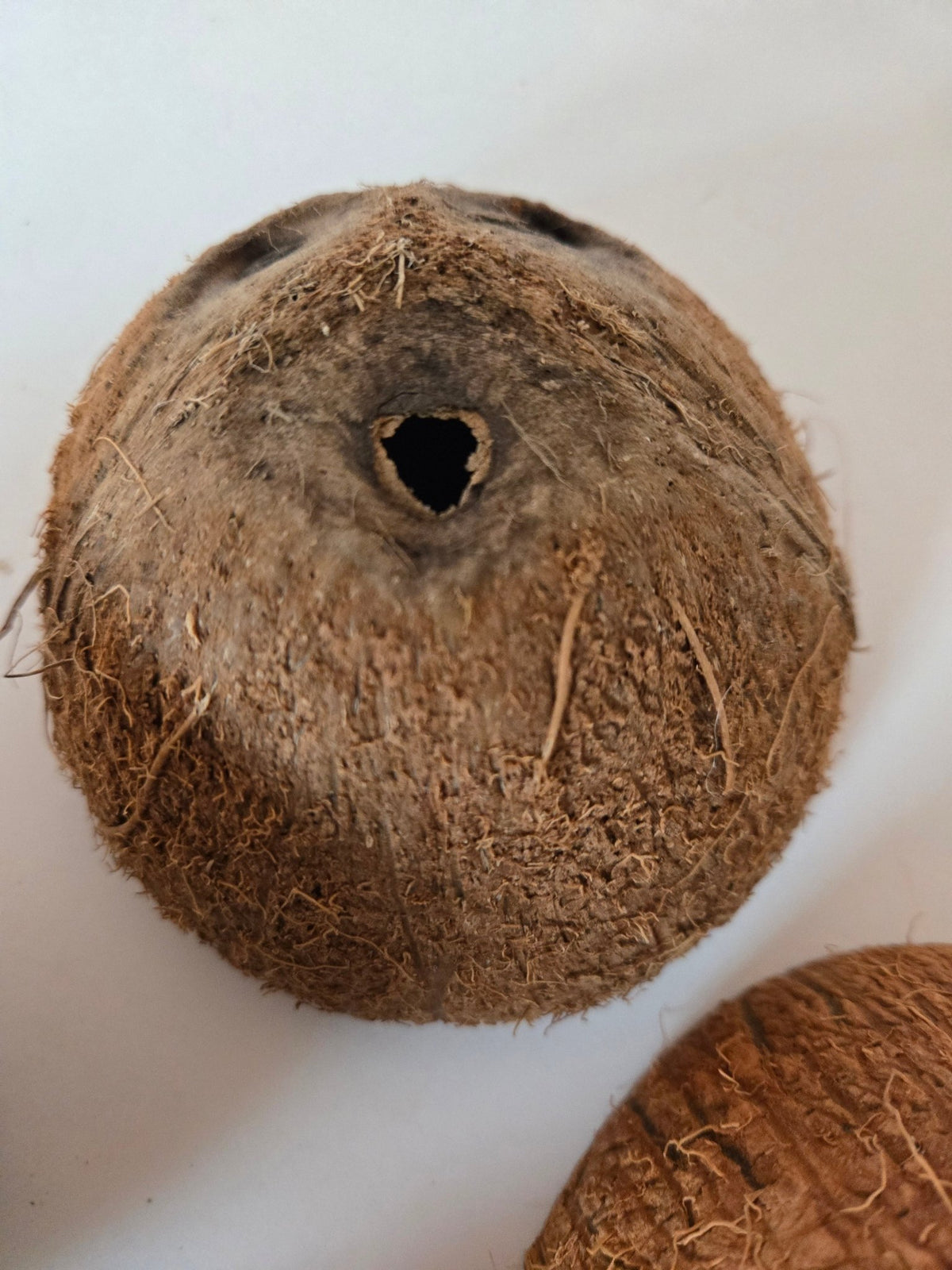 Coconut Shell Half - IHEARTBUGS, INC.