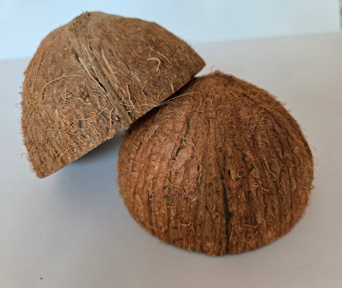 Coconut Shell Half - IHEARTBUGS, INC.