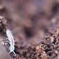 Collembola Temperate White Springtails (Folsomia candida) - IHEARTBUGS, INC.