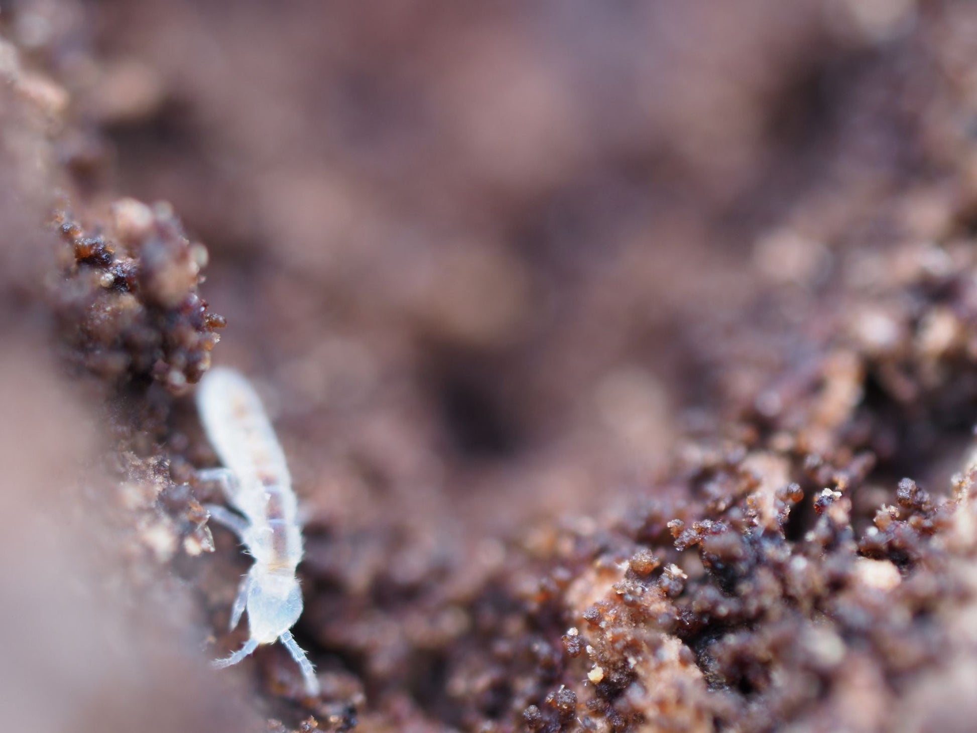Collembola Temperate White Springtails (Folsomia candida) - IHEARTBUGS, INC.