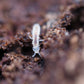 Collembola Temperate White Springtails (Folsomia candida) - IHEARTBUGS, INC.