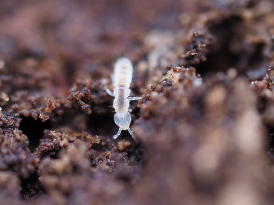 Collembola Temperate White Springtails (Folsomia candida) - IHEARTBUGS, INC.