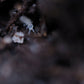 Collembola Temperate White Springtails (Folsomia candida) - IHEARTBUGS, INC.