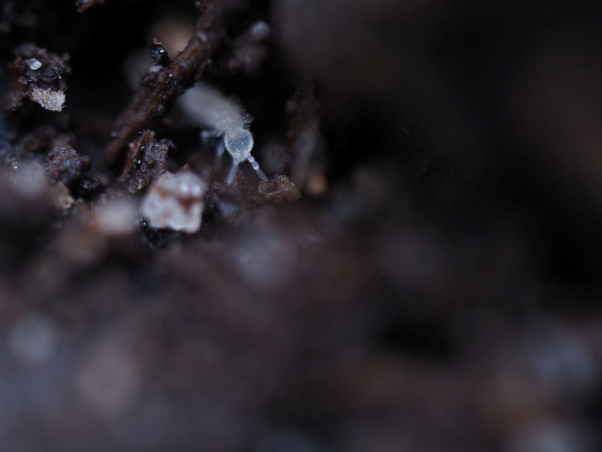Collembola Temperate White Springtails (Folsomia candida) - IHEARTBUGS, INC.