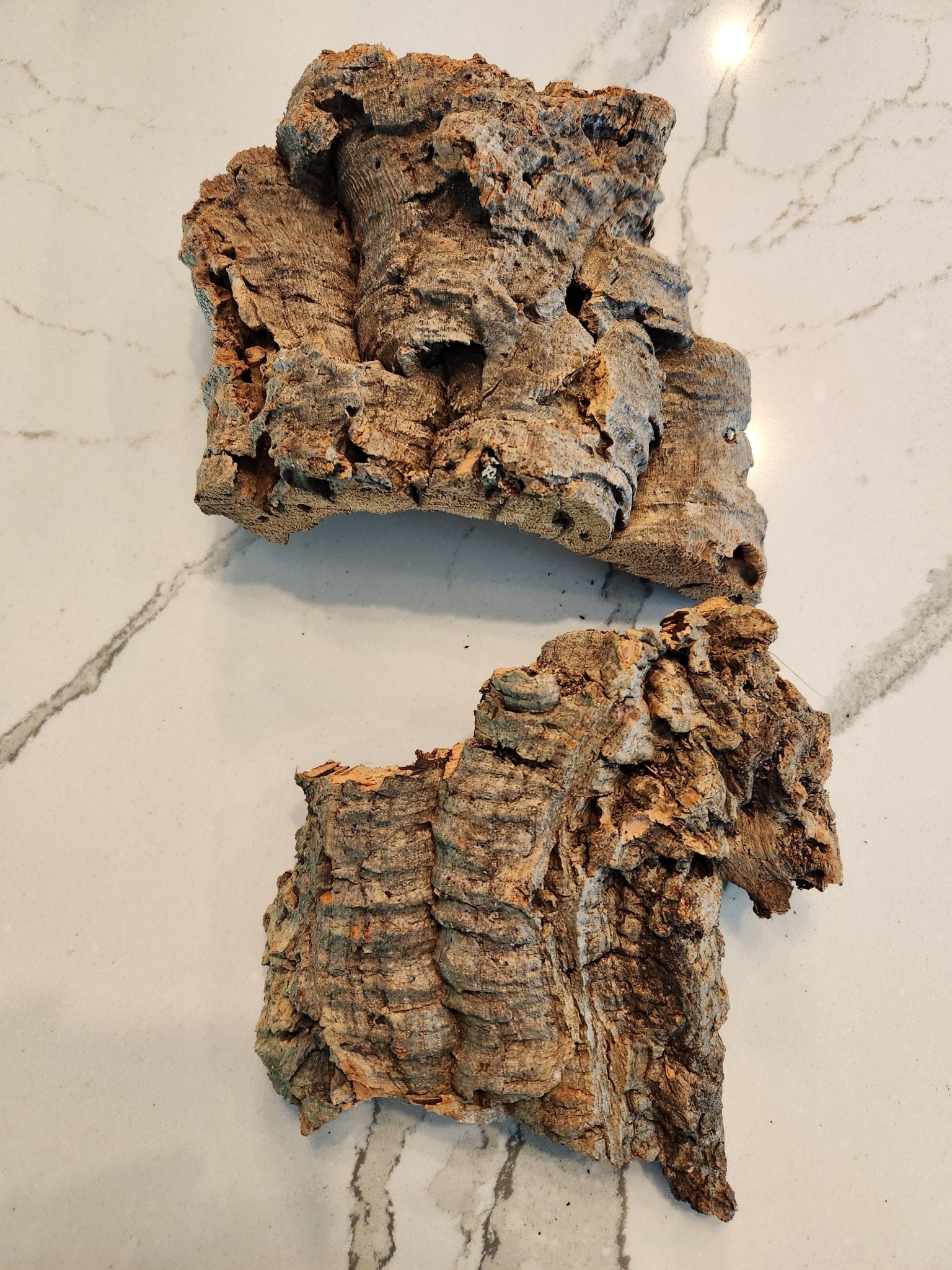 Cork Bark Flats - 3 Small pieces - IHEARTBUGS, INC.