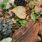 Cotton Flower Pods - IHEARTBUGS, INC.