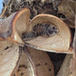Cotton Flower Pods - IHEARTBUGS, INC.