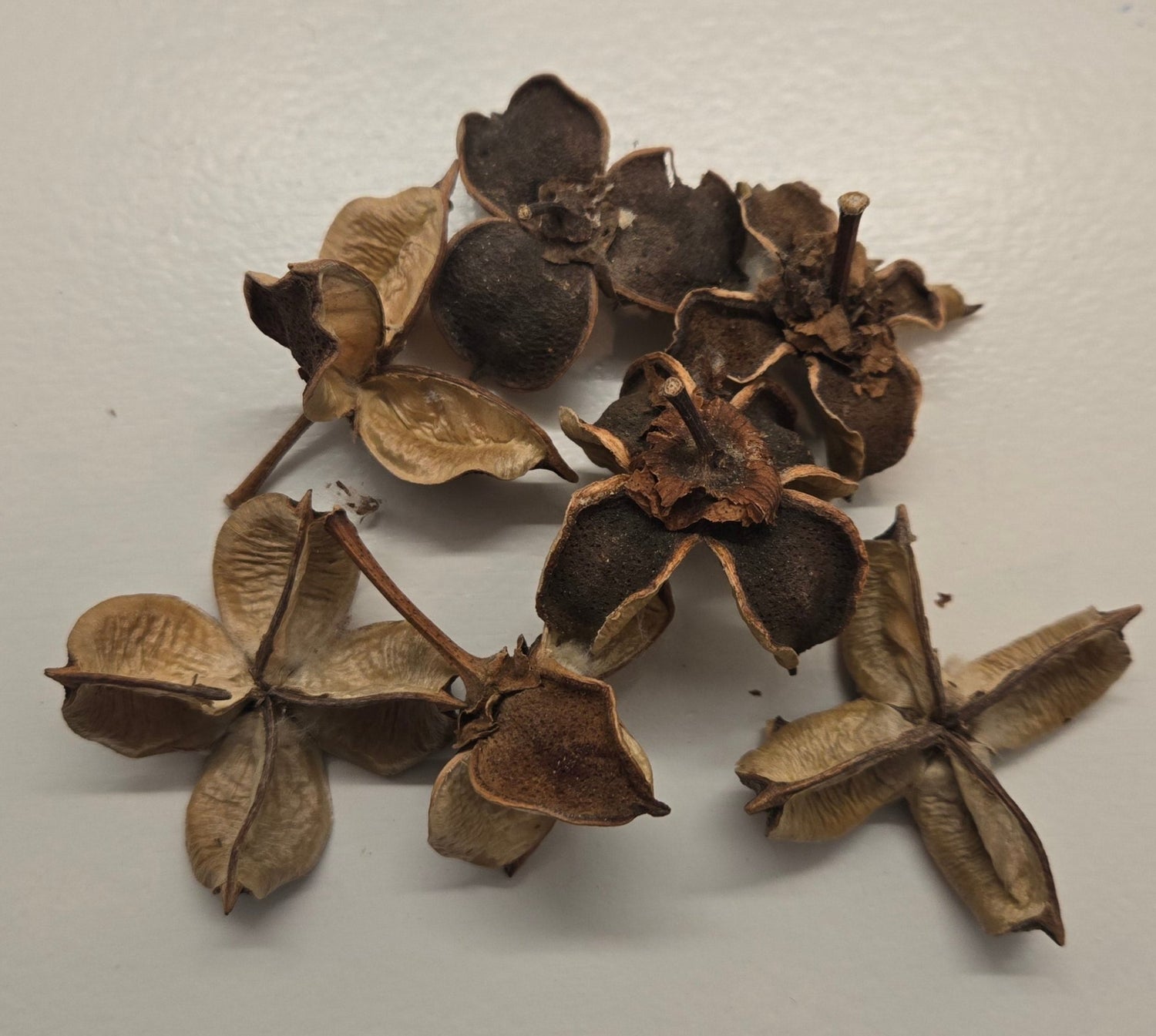 Cotton Flower Pods - 5 Count - IHEARTBUGS, INC.