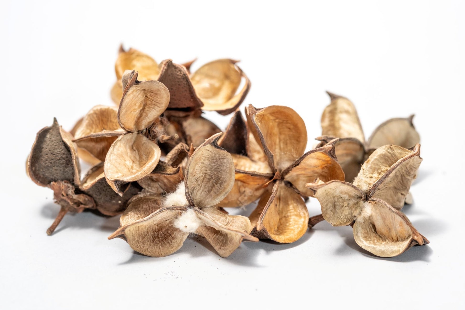 Cotton Flower Seed Pod - Terrarium botanical IHEARTBUGS, INC. Cotton Flower Seed Pod - Terrarium botanical IHEARTBUGS, INC.