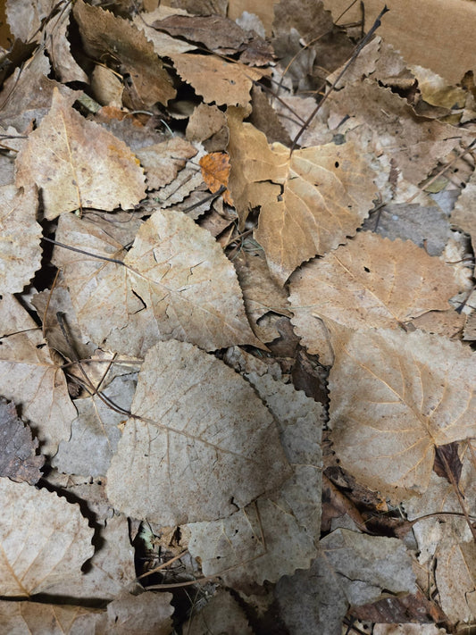 Cottonwood Leaf Litter/Leaves - 1 gallon - IHEARTBUGS, INC.