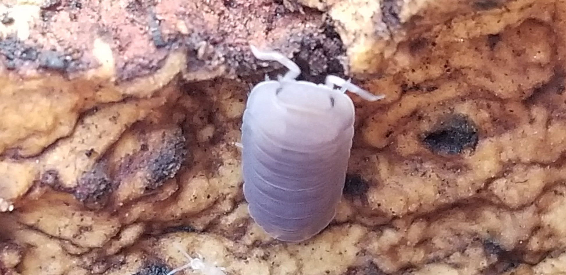 A close-up shows a gray Little Sea Isopod (Cubaris Murina) from I Heart Bugs clinging to rough, yellow-brown wood. The segmented body and tiny antennae are visible—ideal for beginner isopod enthusiasts to study details and textures.